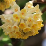 みつまた（三椏）Edgeworthia chrysantha_5