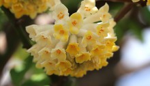 みつまた（三椏）Edgeworthia chrysantha_5