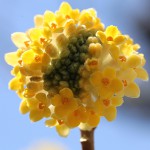 みつまた（三椏）Edgeworthia chrysantha_4