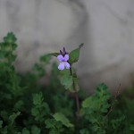 おおあらせいとう大紫羅欄花）Orychophragmus violaceus_５