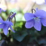 たちつぼすみれ （立壺菫）Viola grypoceras_5