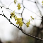 とさみずき（土佐水木）Corylopsis spicata_0_3