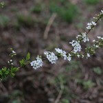 ゆきやなぎ 雪柳）Spiraea thunbergii_4