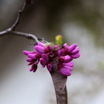 はなずおう（花蘇芳）Cercis chinensis_0 (4)