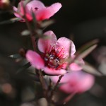 ぎょりゅうばい（檉柳梅）Leptospermum scoparium_2