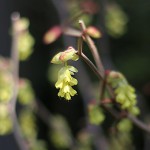 とさみずき（土佐水木）Corylopsis spicata_0_5