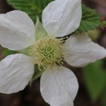 きいちご（木苺）Rubus palmatusvar. coptophyllus_2