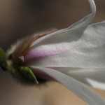こぶし（（辛夷 ）Magnolia kobus_14