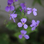 おおあらせいとう大紫羅欄花）Orychophragmus violaceus_1