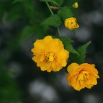 やえやまぶき（八重山吹）Kerria japonica cv. Plena_0 (1)