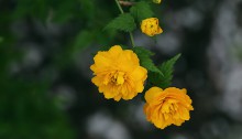 やえやまぶき（八重山吹）Kerria japonica cv. Plena_0 (1)