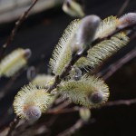 ねこやなぎ（（猫柳）Salix gracilistyla_4