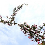 はなかいどう（花海棠）Malus halliana_8