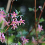 うぐいすかぐら〈ピンク〉（鶯神楽）Lonicera gracilipes_1