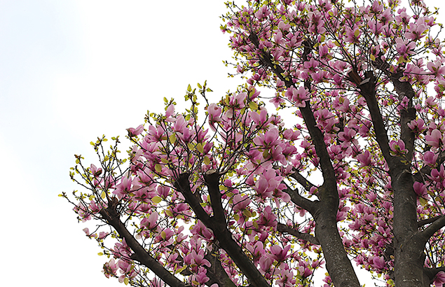 サラサモクレン（更紗木蓮）Magnolia × soulangeana_4