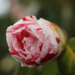 しぼりおとめ（絞り乙女）Camellia japonica cv.‘Sibori-Otome’_0 (1)