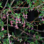 うぐいすかぐら〈ピンク〉（鶯神楽）Lonicera gracilipes_8