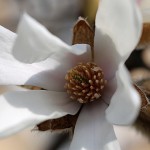 こぶし（（辛夷 ）Magnolia kobus_12