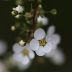 ゆきやなぎ 雪柳）Spiraea thunbergii_1