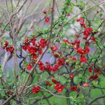 ぼけ（木瓜）Chaenomeles speciosa_2