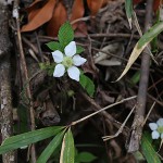 きいちご（木苺）Rubus palmatusvar. coptophyllus_1