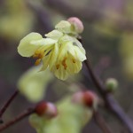 ひゅうがみずき（日向水木）Corylopsis pauciflora_5