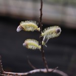 ねこやなぎ（（猫柳）Salix gracilistyla_3