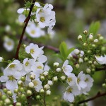 ゆきやなぎ 雪柳）Spiraea thunbergii_2