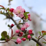 はなかいどう（花海棠）Malus halliana_3