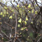 ひゅうがみずき（日向水木）Corylopsis pauciflora_4