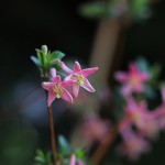 うぐいすかぐら〈ピンク〉（鶯神楽）Lonicera gracilipes_7