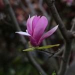 しもくれん（（紫木蓮）Magnolia Liliflora_2