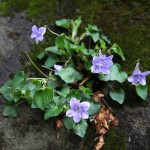 たちつぼすみれ （立壺菫）Viola grypoceras_0