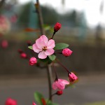 はなかいどう（花海棠）Malus halliana_7