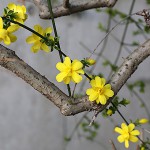 おうばい（（黄梅）Jasminum nudiflorum_3