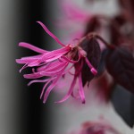 ときわまんさく（常磐満作）Loropetalum chinense_0 (2)