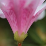 つつじ（躑躅）Rhododendron_1 (7)