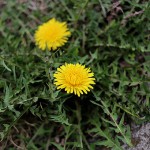 せいようたんぽぽ（西洋蒲公英）Taraxacum officinale_17