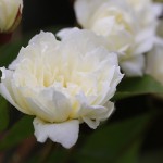 もっこうバラ（木香茨、木香薔薇）Rosa banksiae_1 (2)