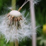 せいようたんぽぽ（西洋蒲公英）Taraxacum officinale_05