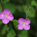 あかばなゆうげしょう（赤花夕化粧）Oenothera rosea_1 (1)