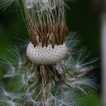 せいようたんぽぽ（西洋蒲公英）Taraxacum officinale_06