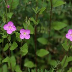 あかばなゆうげしょう（赤花夕化粧）Oenothera rosea_1