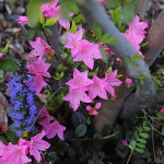 つつじ（躑躅）Rhododendron_1 (1)