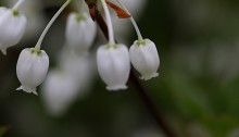 どうだんつつじ（満天星躑躅） Enkianthus perulatus_1 (2)