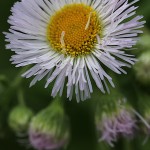 はるじおん（春紫苑）Erigeron philadelphicus_1 (2)