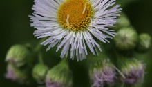 はるじおん（春紫苑）Erigeron philadelphicus_1 (2)