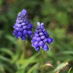 ムスカリ Muscari_1 (2)