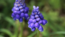 ムスカリ Muscari_1 (2)