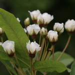 もっこうバラ（木香茨、木香薔薇）Rosa banksiae_1 (1)